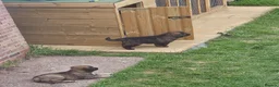 Caucasian Shepherd Dog dogs for sale: Caucasian sheapards puppy's available  - Advert 3