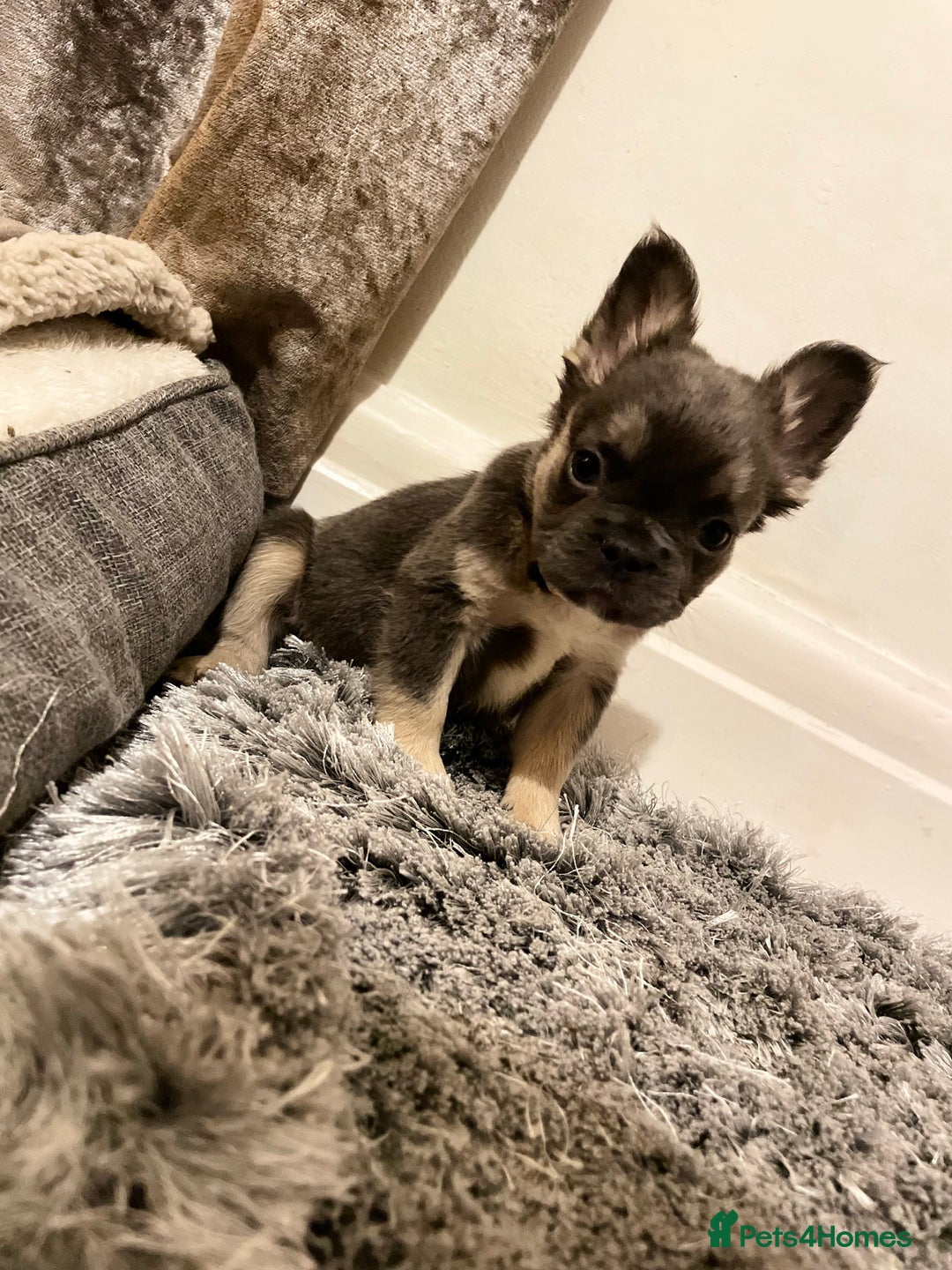 French Bulldog dogs for sale: Visual Fluffy Compact French Bulldogs 🩷🐶🐾 - Advert 8