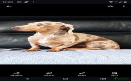 Dachshund dogs for sale: Dashound - Image 3