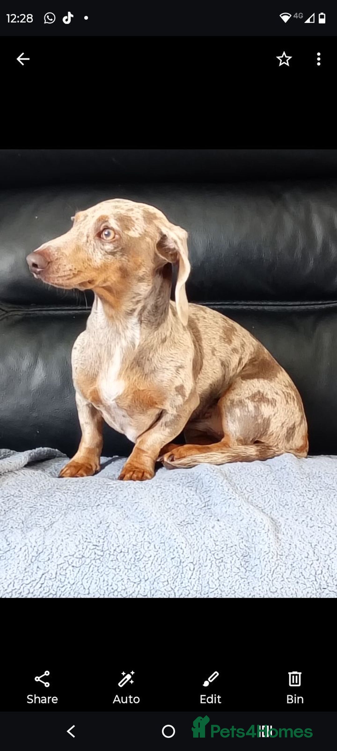 Dachshund dogs for sale: Dashound - Image 3