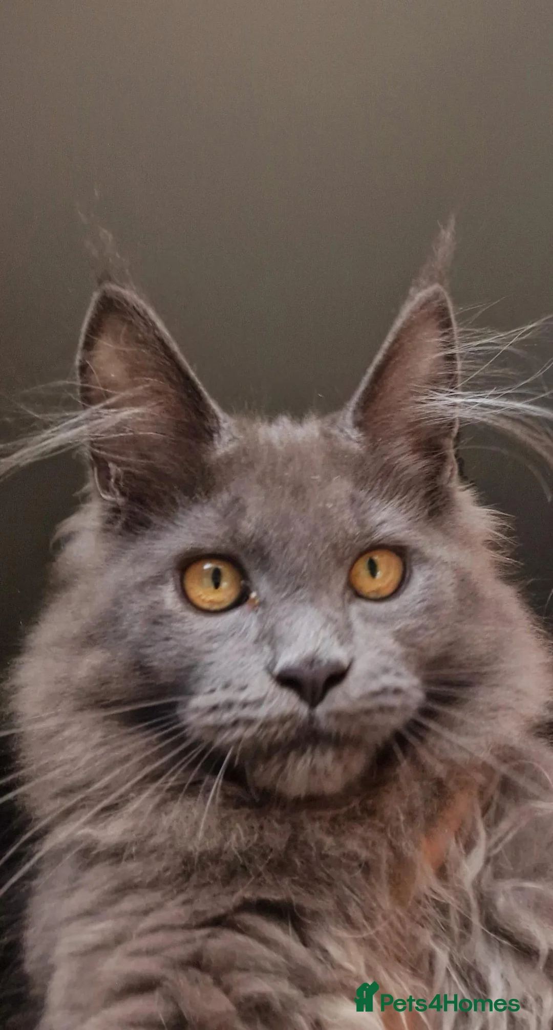 Maine Coon cats for sale: Maine coon kittens  - Advert 2