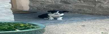 Border Collie 3
