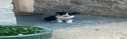 Border Collie dogs for sale: 5 Border Collie Puppies for sale in Ruthin - Advert 8