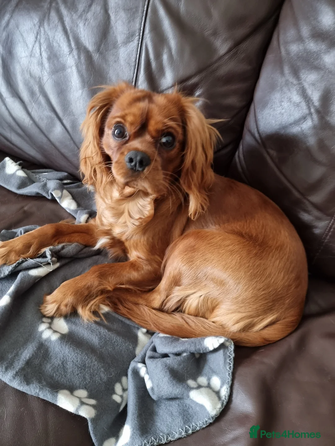 Cavalier King Charles Spaniel dogs for sale: Cavalier King Charles Spaniel puppy boy - Advert 1