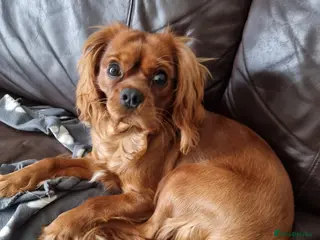 Cavalier King Charles Spaniel dogs Cavalier King Charles Spaniel puppy boy - Advert 11