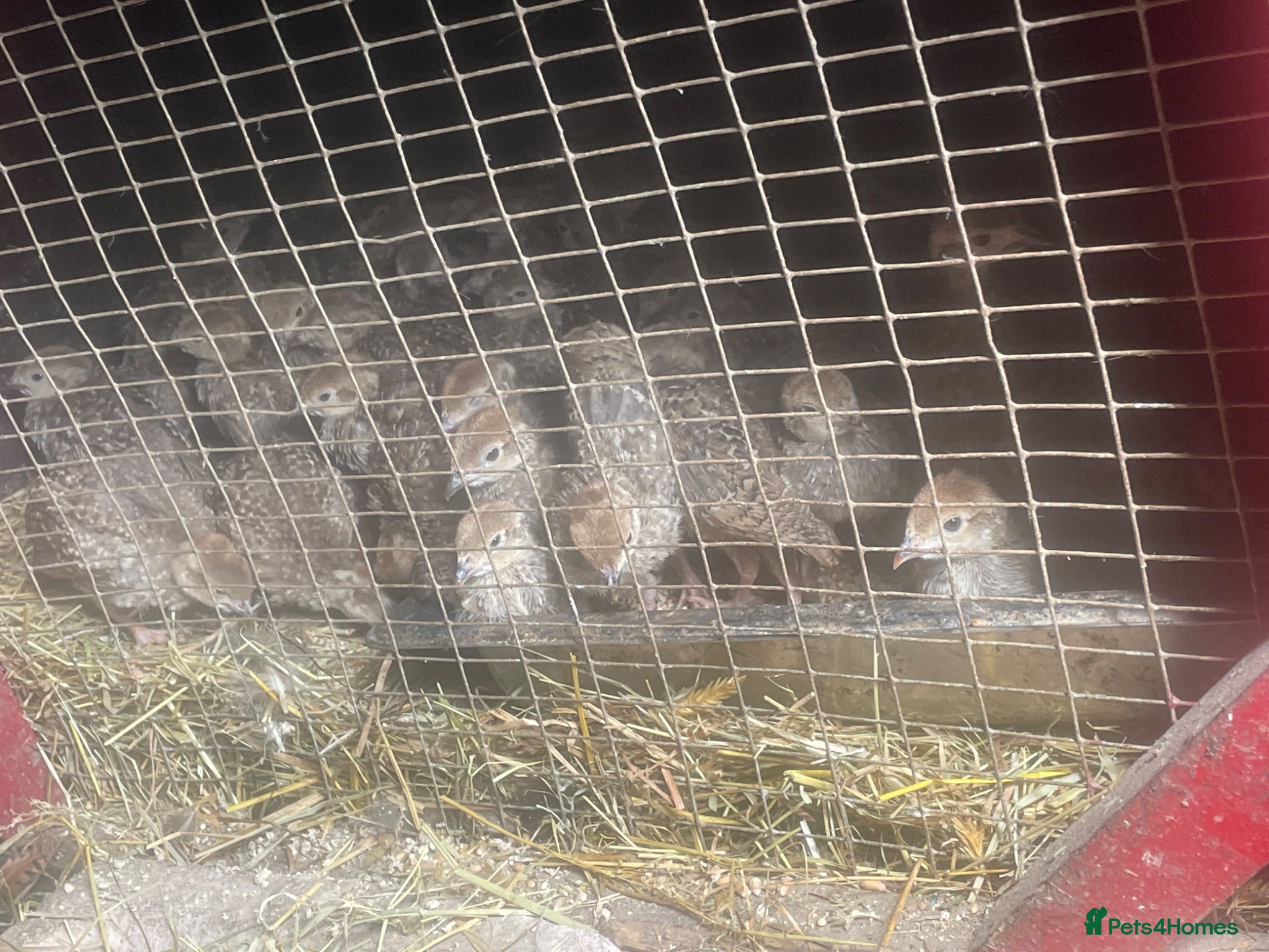Patridge poultry Selling Silver  partridges chiks . Age 26 days . - Advert 1