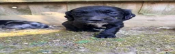 Cocker Spaniel dogs for sale: Working Cocker Spaniel Puppies  in Newmarket - Advert 6