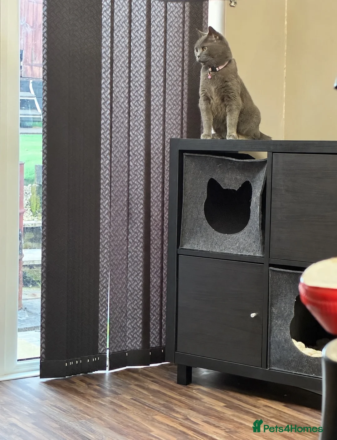 British Shorthair cats for sale: beautiful British short hair Female Spayed  in Merthyr Tydfil - Advert 3