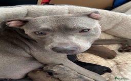 Mixed Breed dogs for sale: Blue nose staffy x Siberian husky pups - Image 5