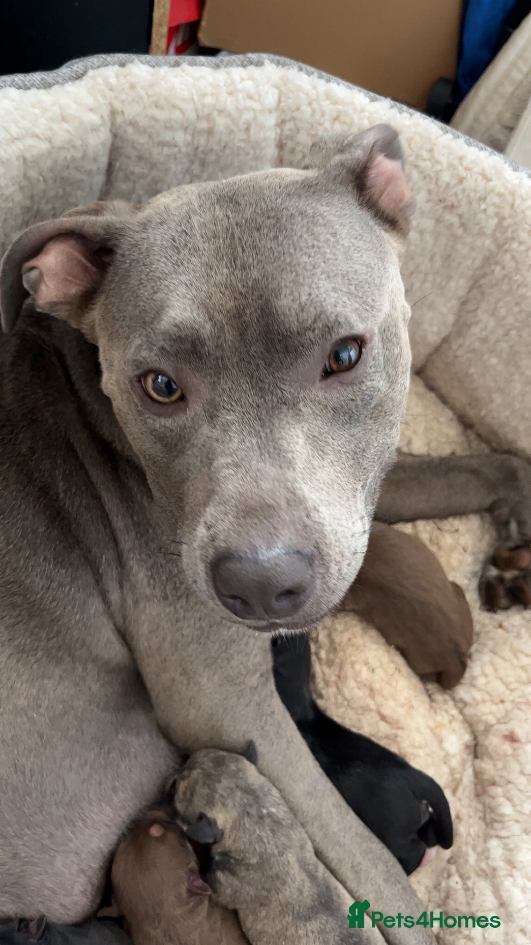 Mixed Breed dogs for sale: Blue nose staffy x Siberian husky pups - Image 5