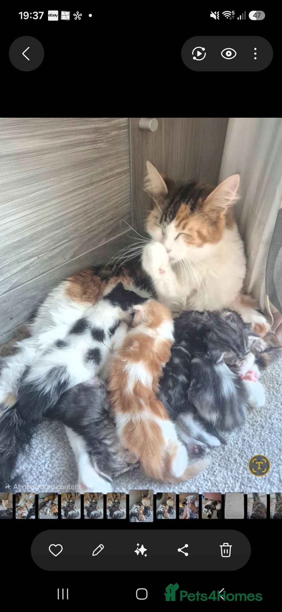 Maine Coon cats Maine coon baby floofs - Advert 1