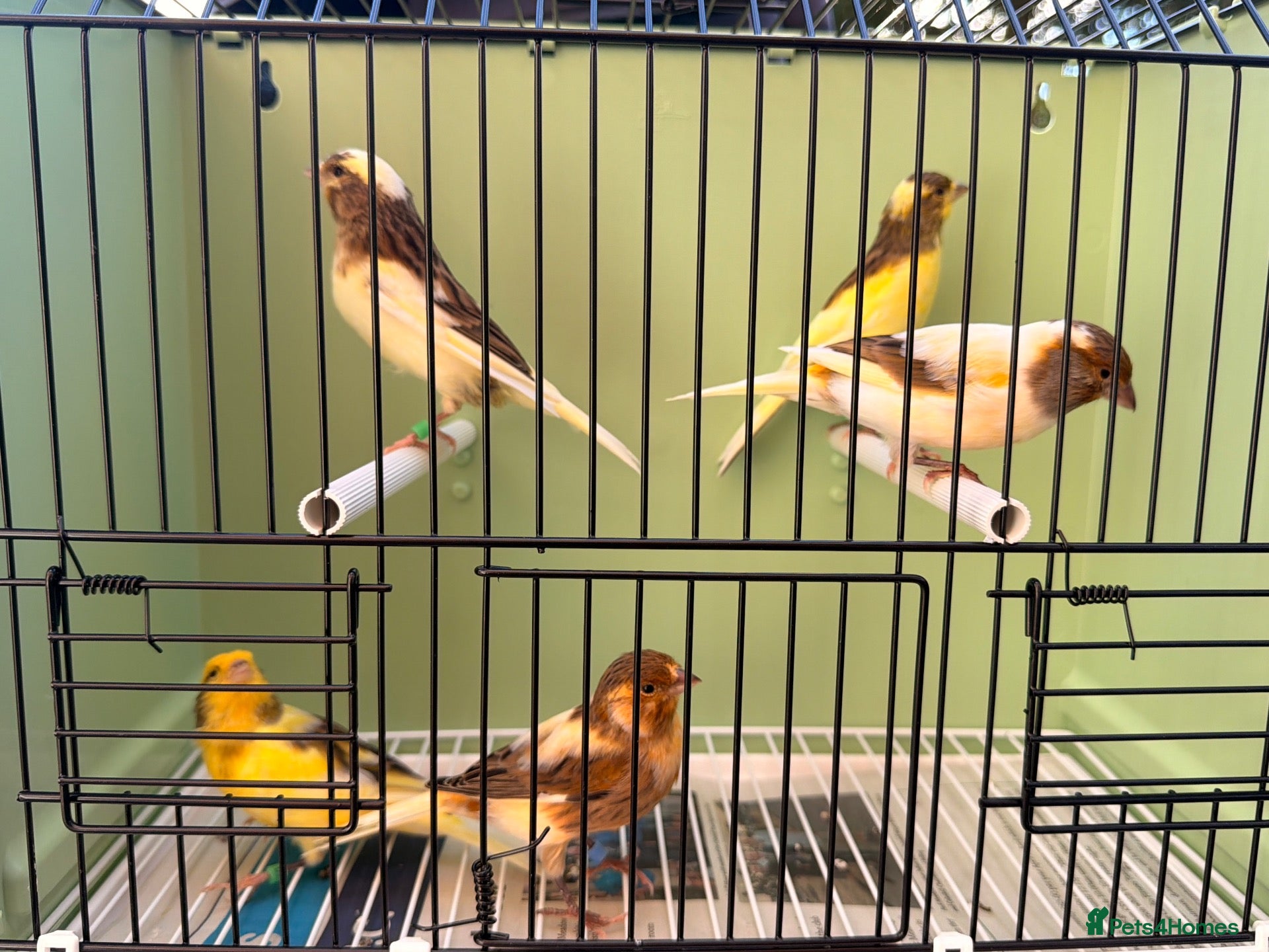 Canaries birds x5 harlequin canary’s this year  - Advert 1