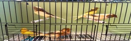 Canaries birds for sale: x5 harlequin canary’s this year  - Advert 1