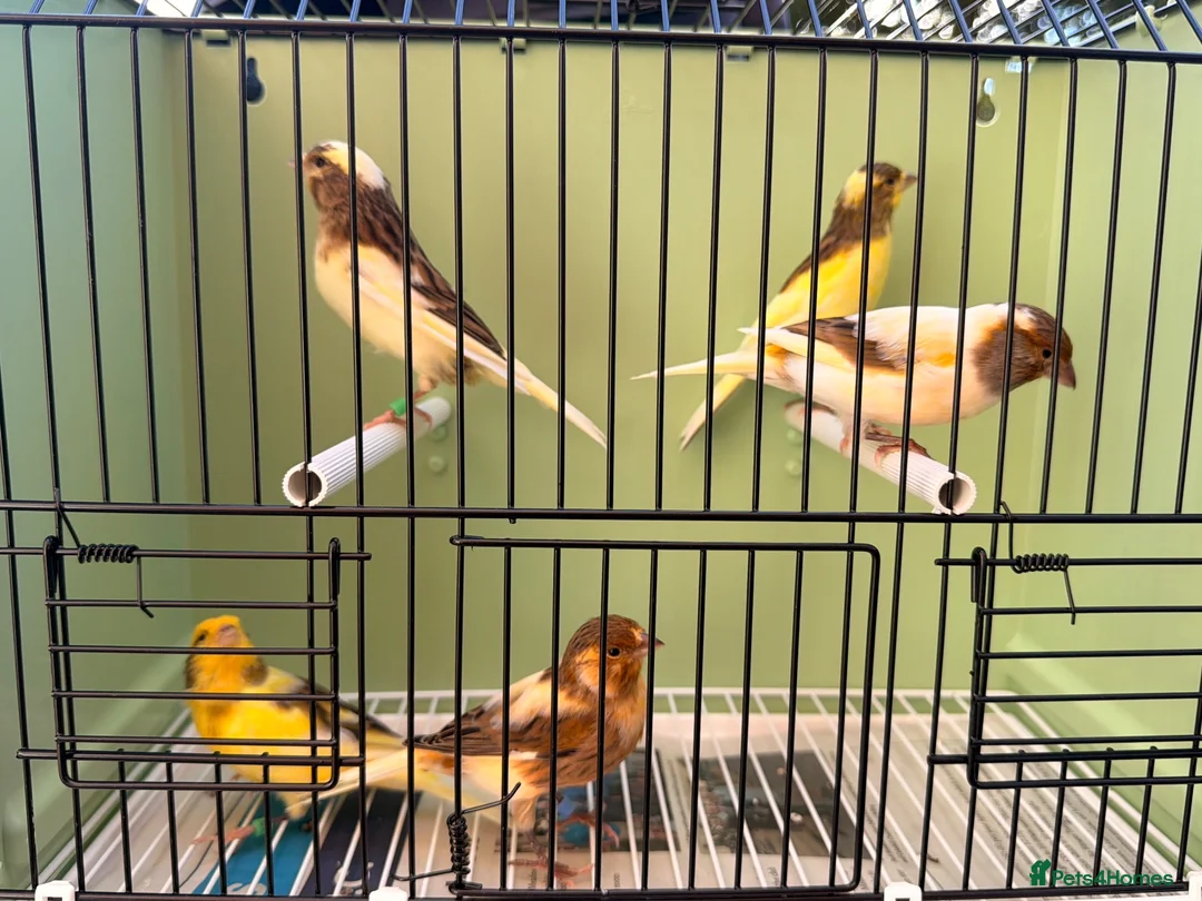 Canaries birds for sale: x5 harlequin canary’s this year  - Advert 1