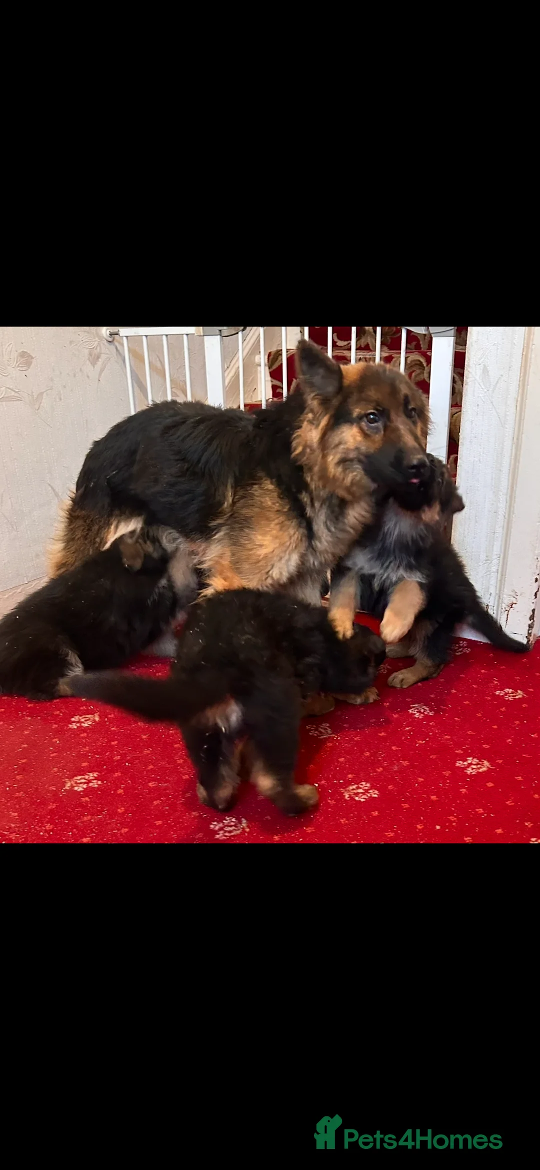German Shepherd dogs for sale: German Shepherd puppies  - Advert 3