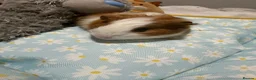 Guinea Pig rodents for sale: Baby guinea pigs  - Advert 5