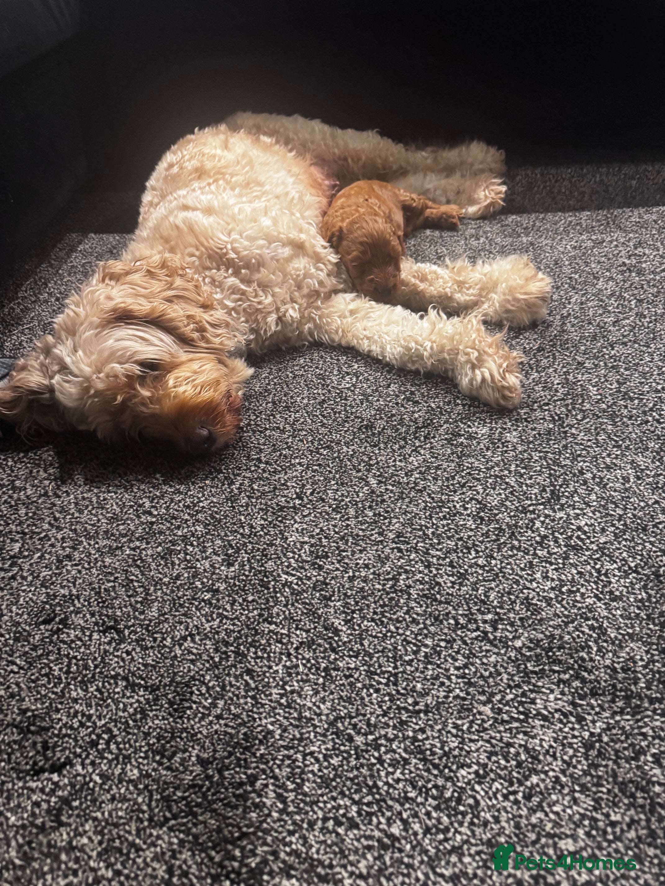 Cockapoo dogs Beautiful Red Medium Cockapoo Puppies - Advert 2