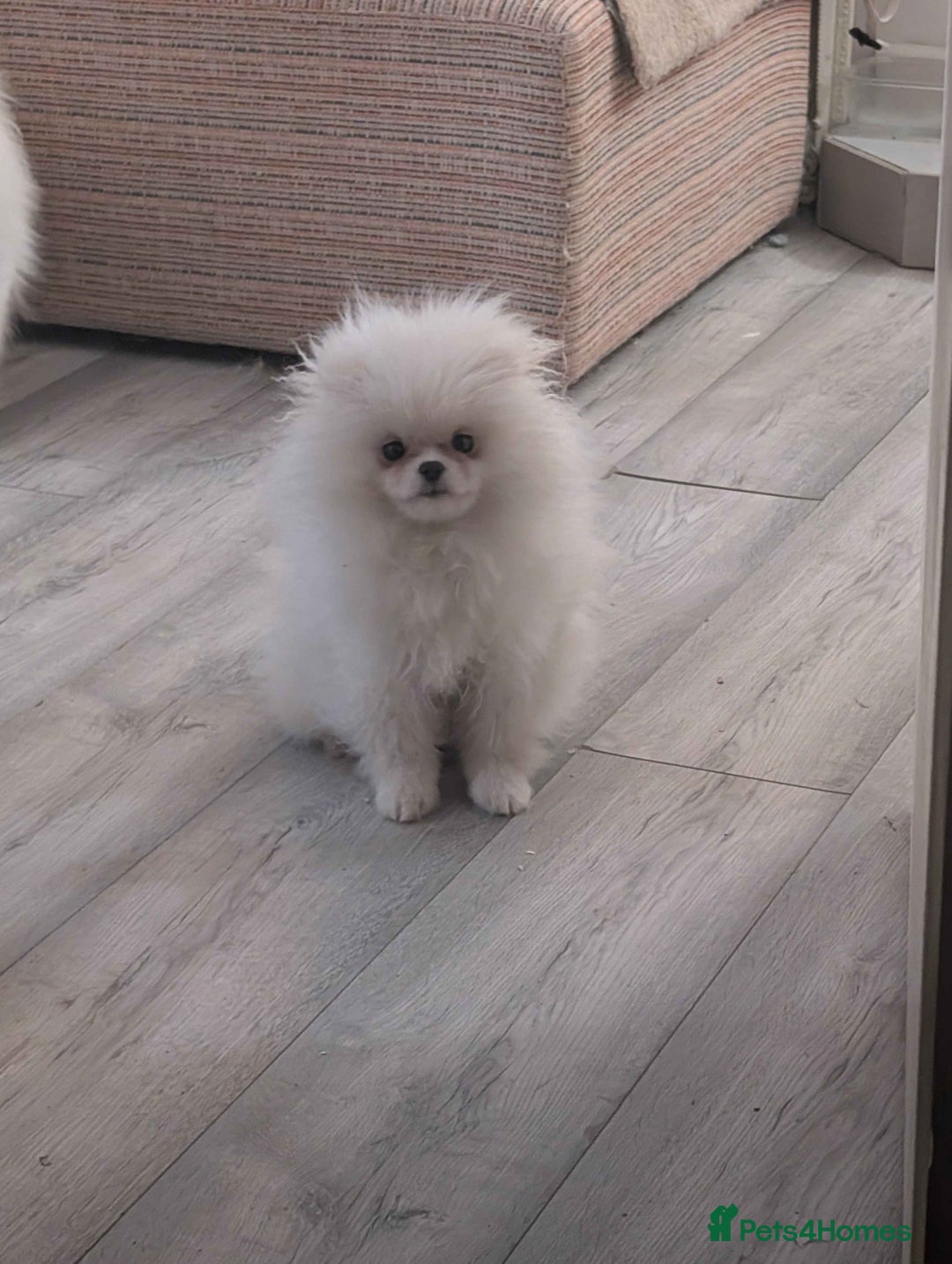 Pomeranian dogs for sale: ☁️OUTSTANDING QUALITY POM GIRL☁️ - Advert 5