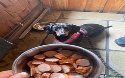 Dachshund dogs for sale: Daschund  - Image 4