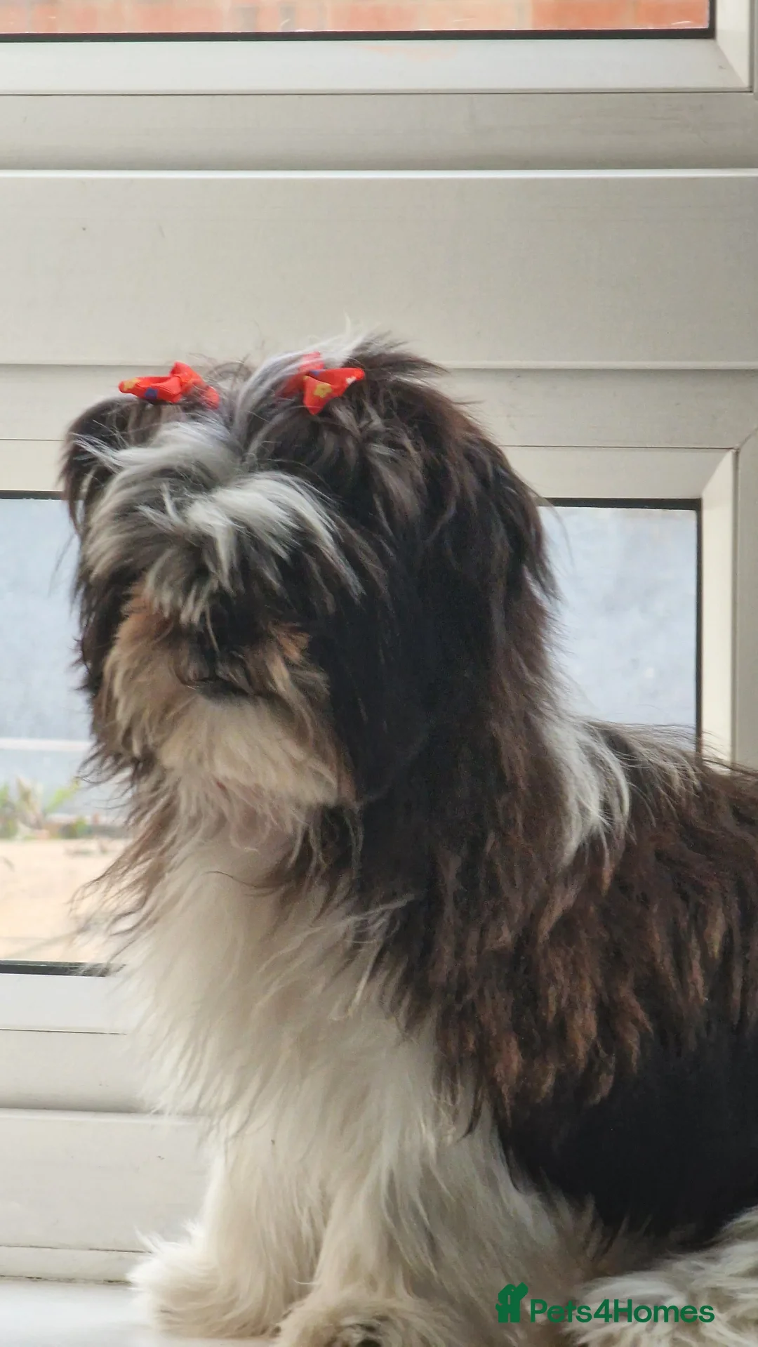 Shih Tzu dogs for sale: Female Shih tzu - Advert 1