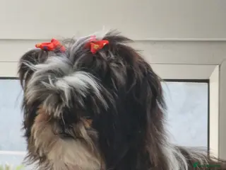 Shih Tzu dogs Female Shih tzu - Advert 1