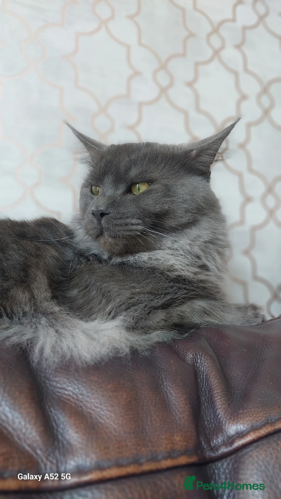 Mixed Breed cats for stud: Odin large maincoon russian blue mix for stud - Advert 1