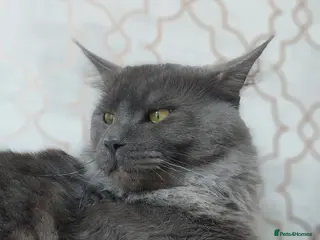 Mixed Breed cats Odin large maincoon russian blue mix for stud - Advert 10