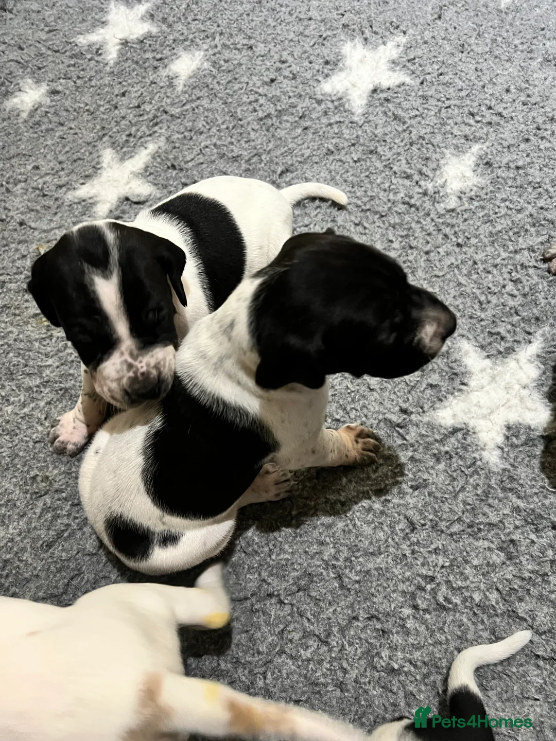 Pointer dogs for sale: Beautiful Pointer puppies  - Advert 5