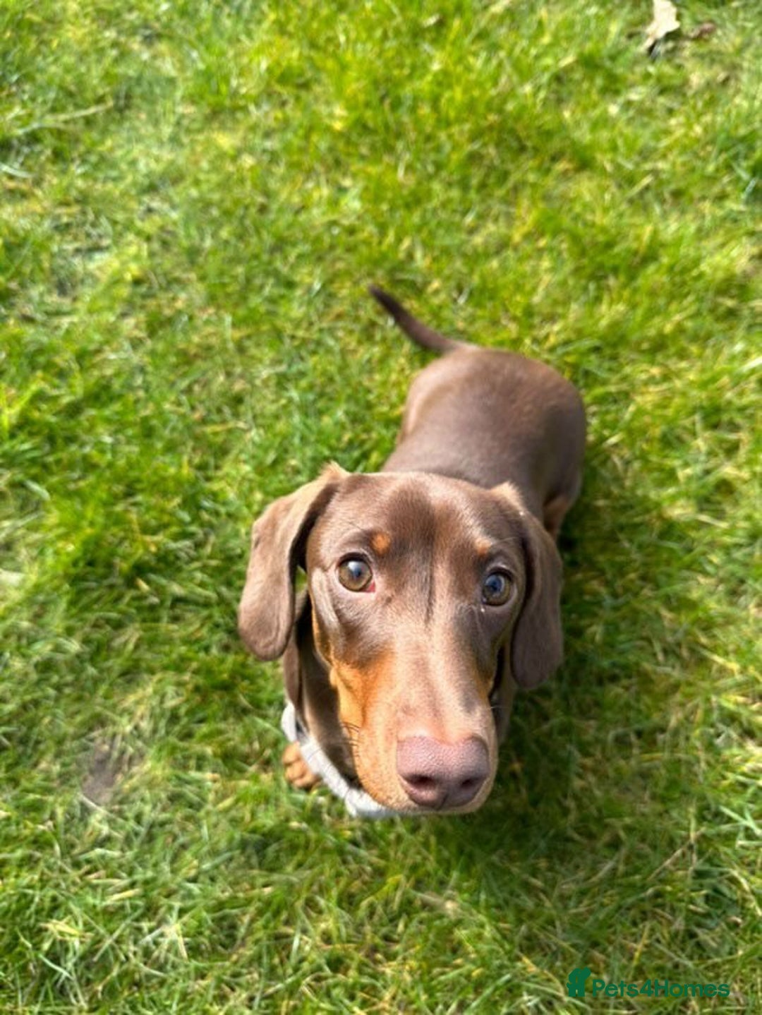 Miniature Dachshund dogs for stud: True miniature Dachshund  - Advert 4