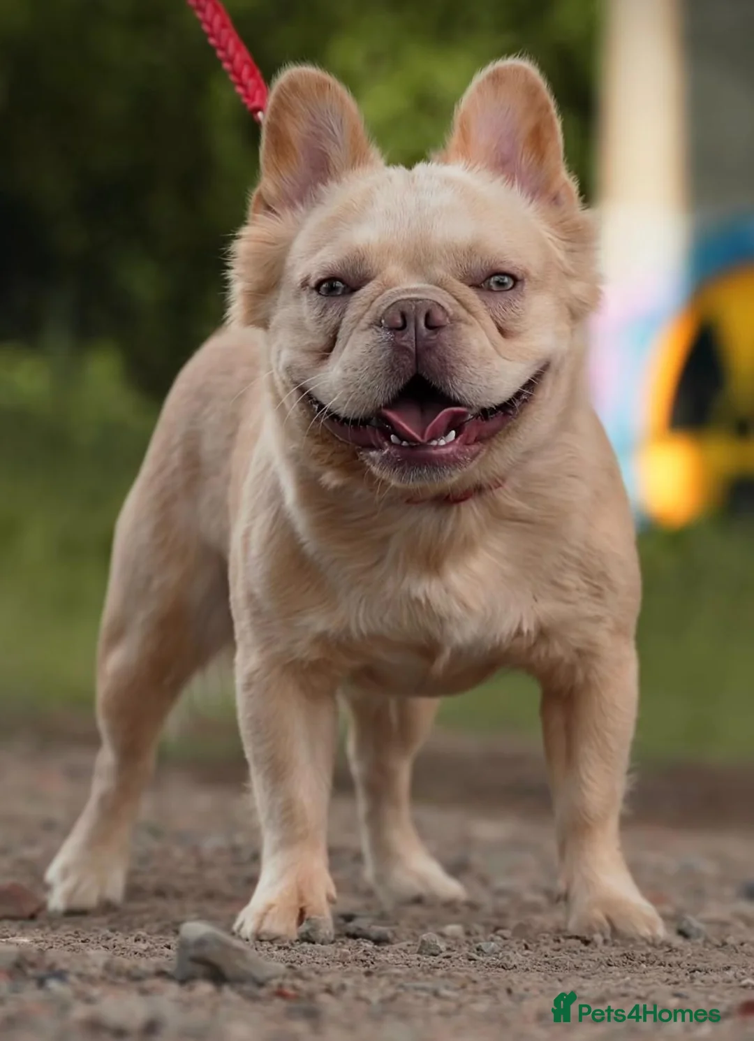 French Bulldog dogs for sale: Fluffy french bulldog puppy new shade  - Advert 2