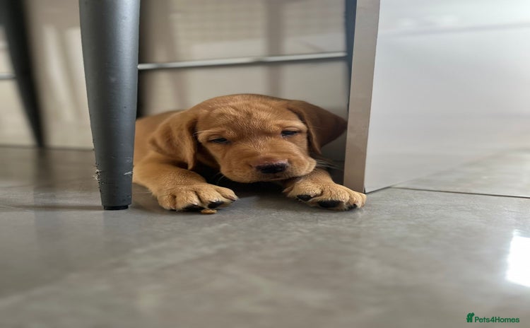Labrador Retriever dogs - Advert 16