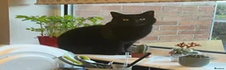 Domestic Shorthair cats for sale: 7 year old male house cat looking for a new home! in Ledbury - Advert 2