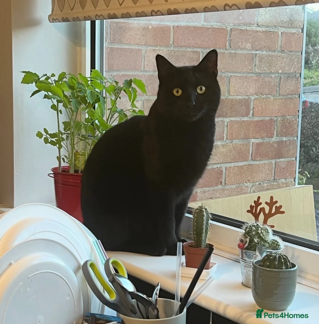 Domestic Shorthair cats for sale: 7 year old male house cat looking for a new home! in Ledbury - Advert 2