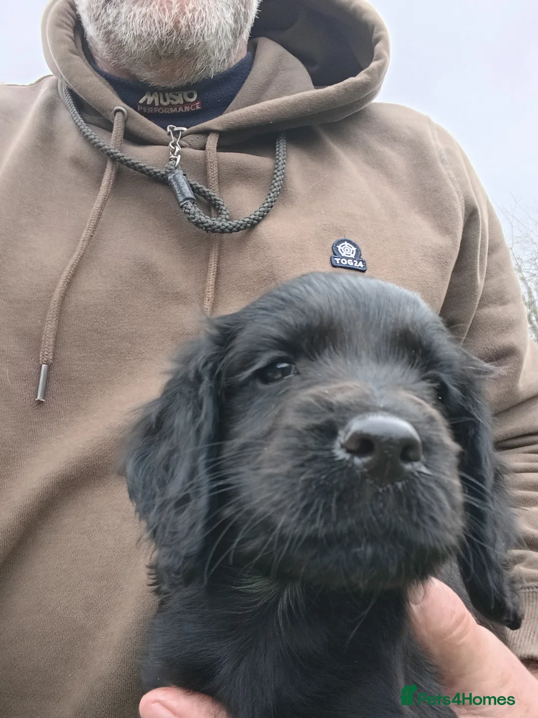 Cocker Spaniel dogs for sale: Working Cocker Spaniel  in Chester-le-Street - Advert 5