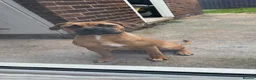 Mixed Breed dogs for sale: 7 Month Old Staffy Mastiff Cross – Loving Home - Advert 4