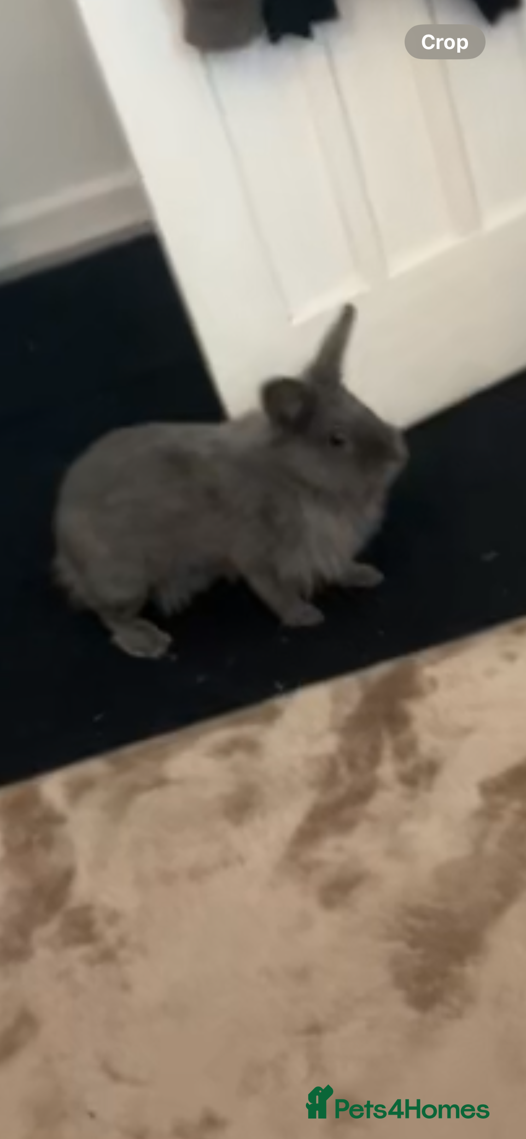 English rabbits for sale: Rabbit for sale  - Image 4