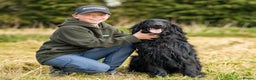 Flat coated Retriever dogs for stud: PROVEN Flatcoated Retriever for Stud 0/0 Hips in Bishop Auckland - Advert 3