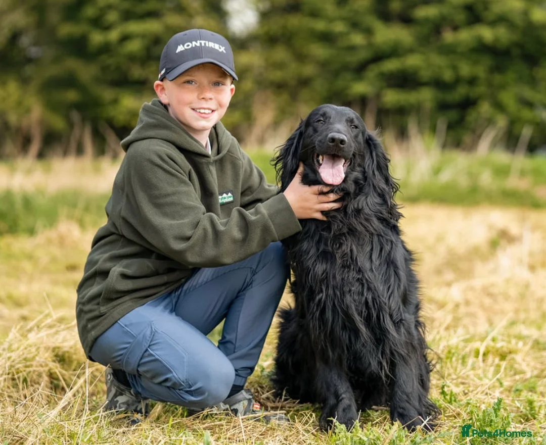 Flat coated Retriever dogs for stud: PROVEN Flatcoated Retriever for Stud 0/0 Hips in Bishop Auckland - Advert 3