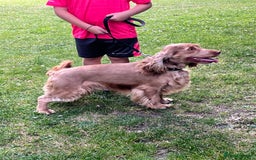 Cocker Spaniel dogs for stud: Show type cocker spaniel for stud in Bradford - Image 1