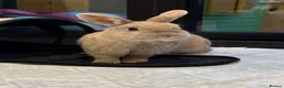 Mixed Breed rabbits for sale: Nibbles and Nora  in Southampton - Advert 12