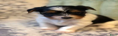 Biewer Terrier Puppy 1 ( Rumi) 