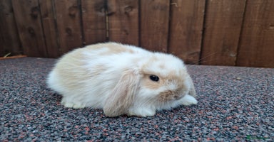 Mini Lop rabbits - Advert 3