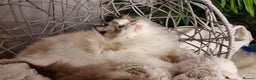Ragdoll cats for sale: Quality Tica reg Ragdoll kittens  - Advert 7