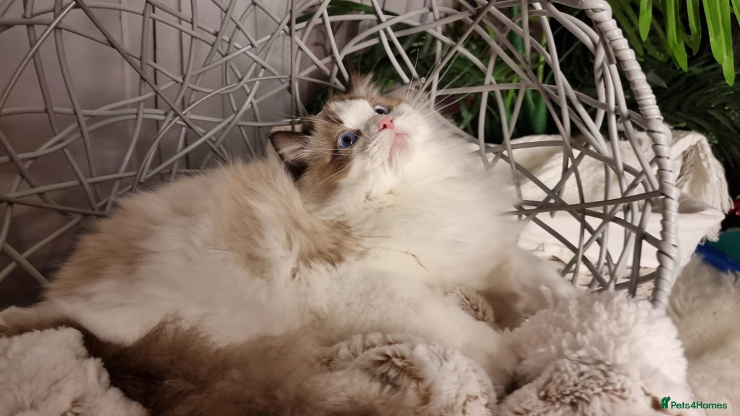 Ragdoll cats for sale: Quality Tica reg Ragdoll kittens  - Advert 7