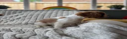 Cavalier King Charles Spaniel dogs for sale: 2 Blenheim cavalier King Charles spaniel boys  - Advert 30