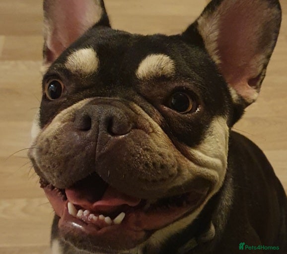 French Bulldog dogs Max age 3 - Advert 1