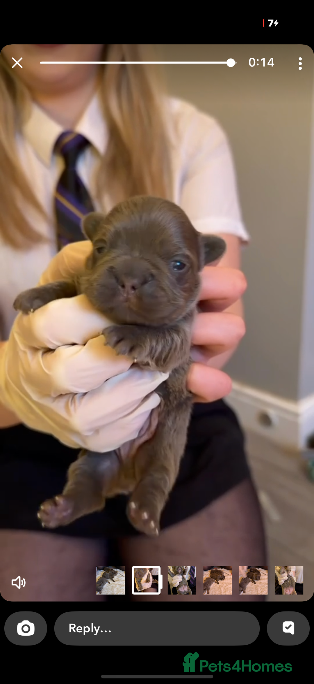 French Bulldog dogs for sale: French bulldog - Advert 21