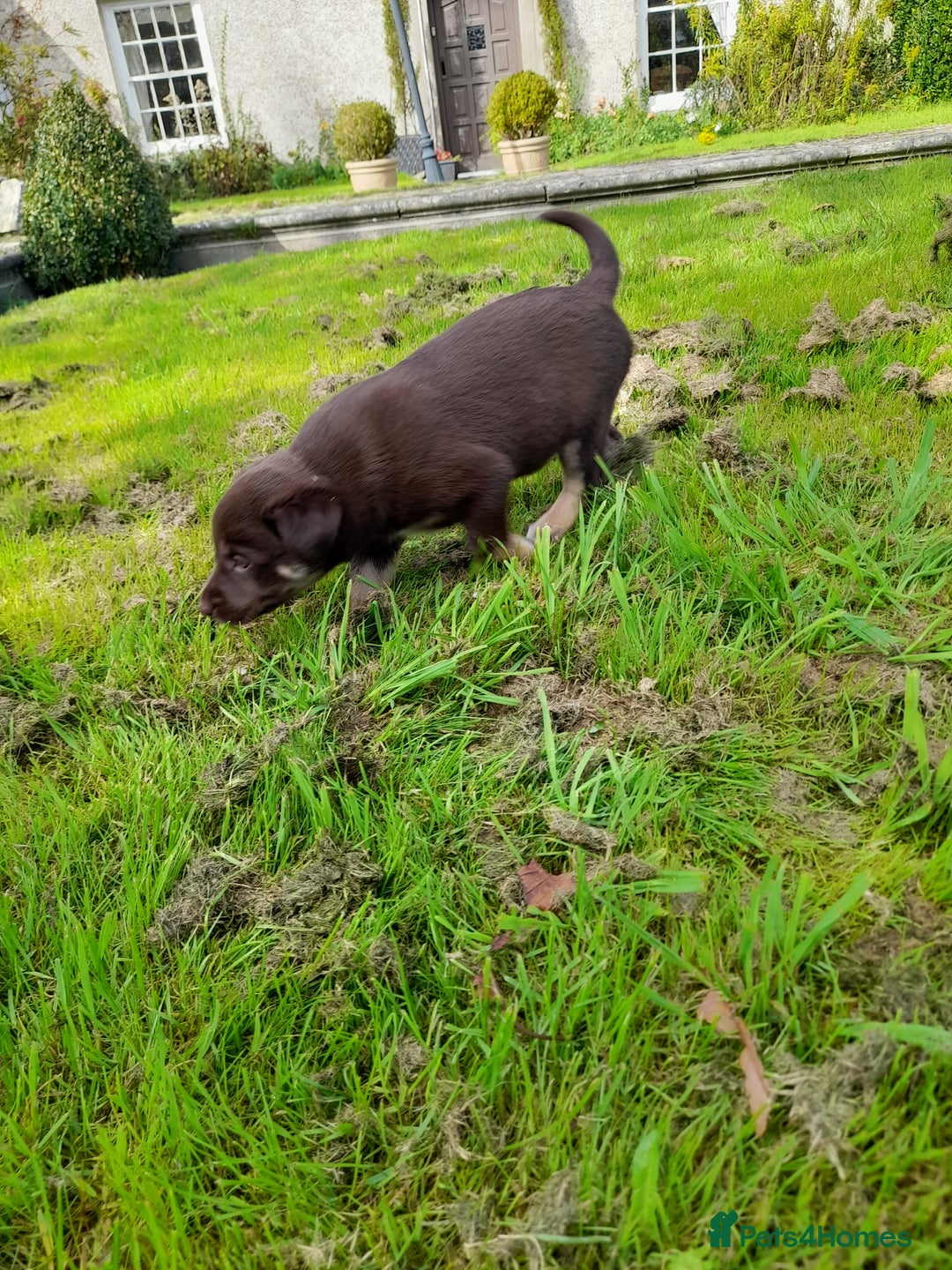 Mixed Breed dogs for sale: 3 female pups Border collie × Kelpie  - Image 8