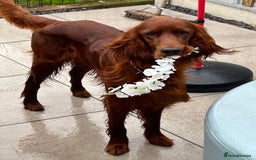Irish Setter dogs for stud: Beautiful Irish Setter available for stud - Image 6