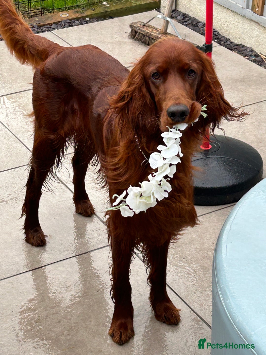 Irish Setter dogs for stud: Beautiful Irish Setter available for stud - Image 6